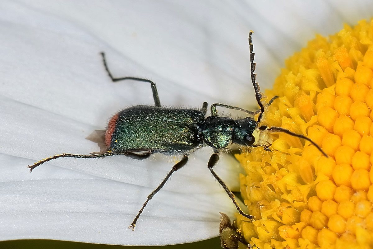 Malachiidae da id.:  Malachius australis (cf.)